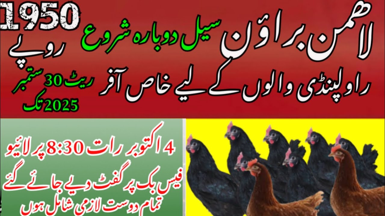 Lohmann Brown & Lohmann Black | Best Egg Laying Chicken Breeds 