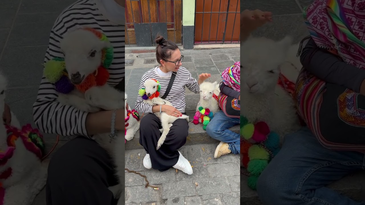 Альпак много не бывает😂 #альпака #перу #арекипа #белорускавперу #lima #alpaca #arequipa #peru