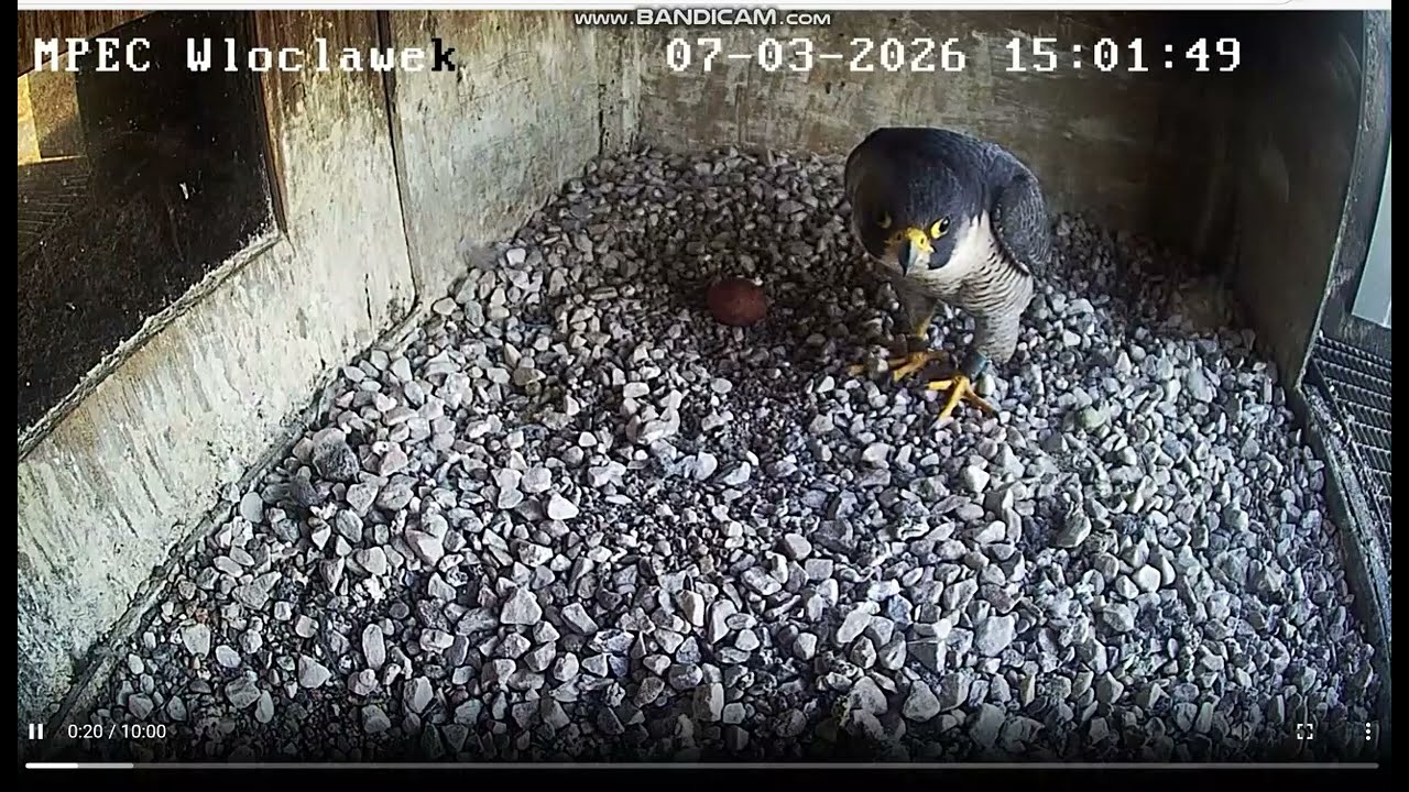 MPEC Włocławek PL - How Odys became interested in the egg. 2 visits - 2026 03 07 09 39 and 14 49