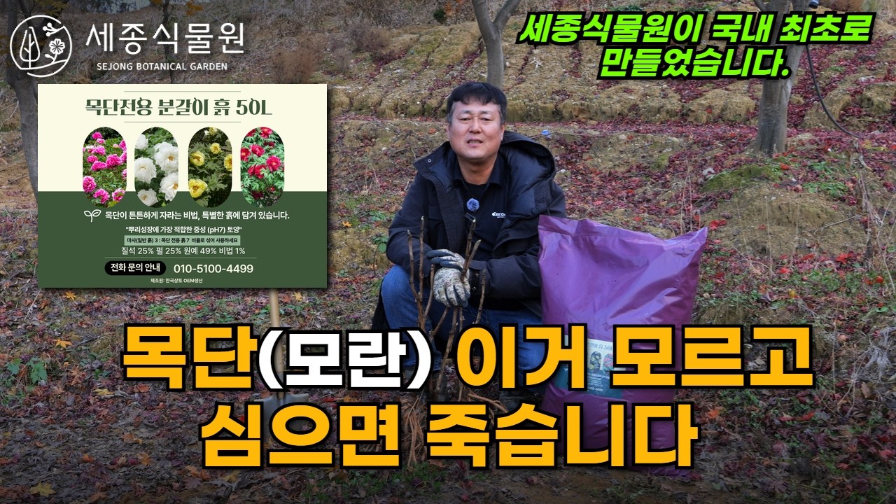 모란이 안 크는 진짜 이유… 토양 때문입니다 #목단 #모란