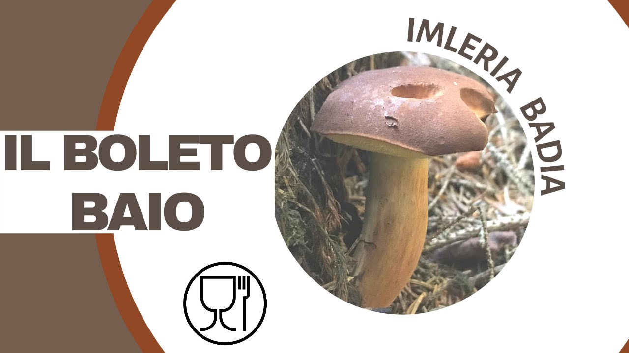 Il Boleto baio: un fungo simile al porcino