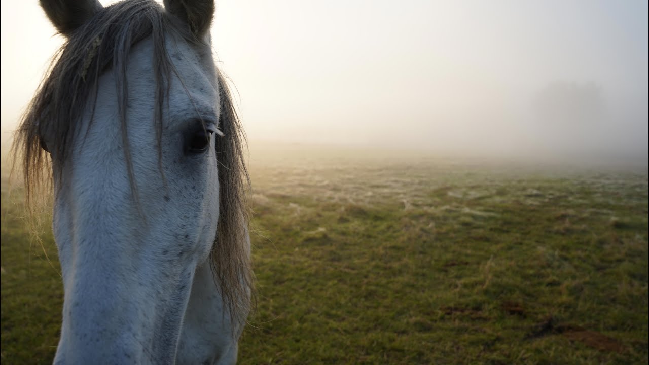 COUNTRY Horse - Tipps für die Pferdeweide