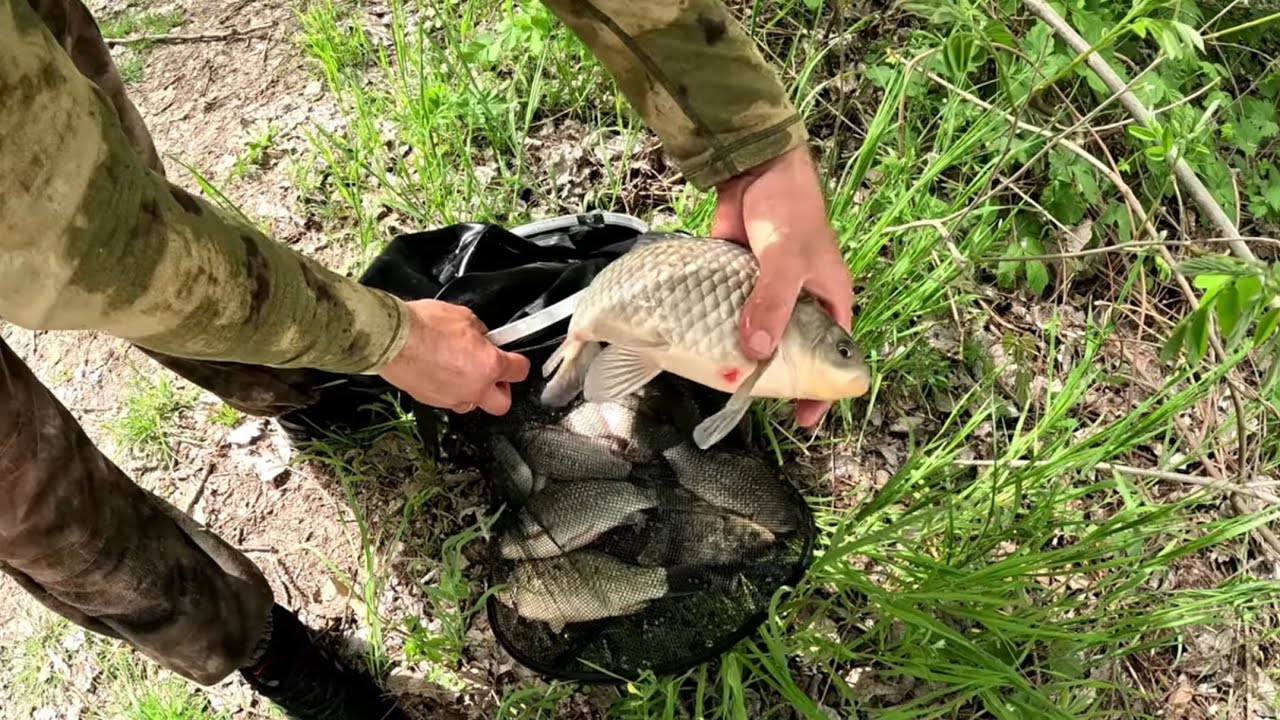 Рыбалка на КУБАНИ.Клюёт без остановки.#рыбалка #рыба #fishing #рыбак  #охотанауток #рыбалканакубани