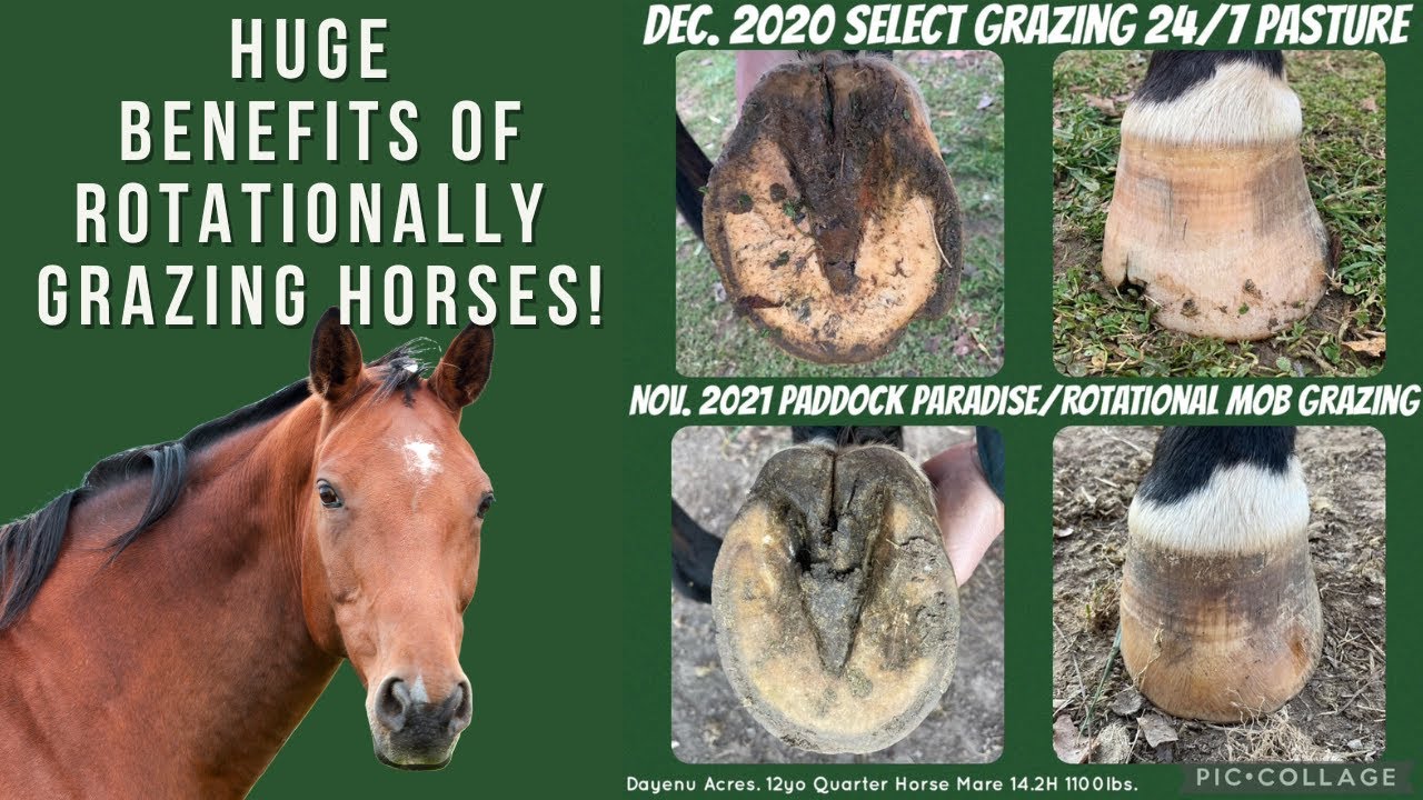 Secrets of Rotational Grazing for Horses