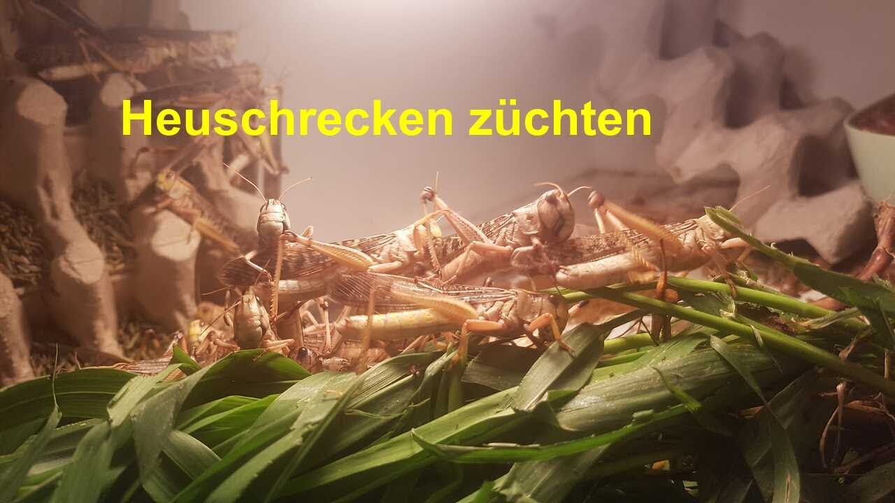 Heuschrecken züchten - Wanderheuschrecken & Wüstenheuschrecken erfolgreich vermehren