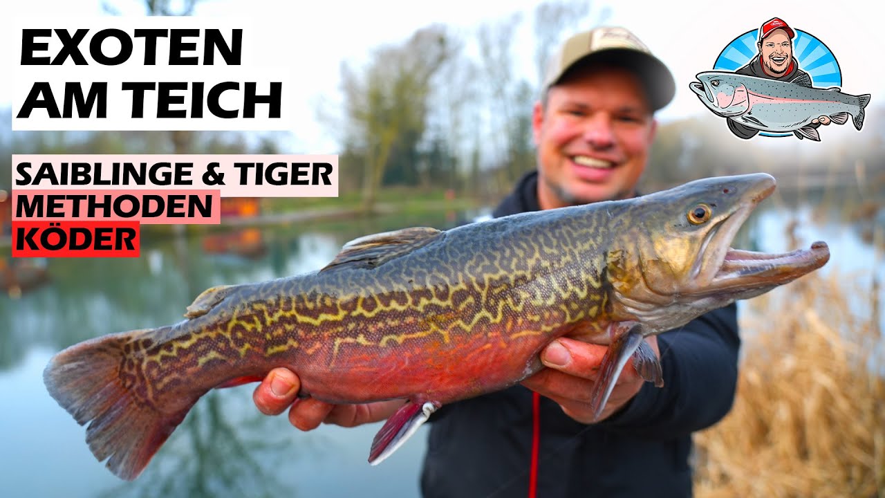 Saiblinge & Exoten am Forellensee – Angeln mit Berkley PowerBait! 🐟🔥