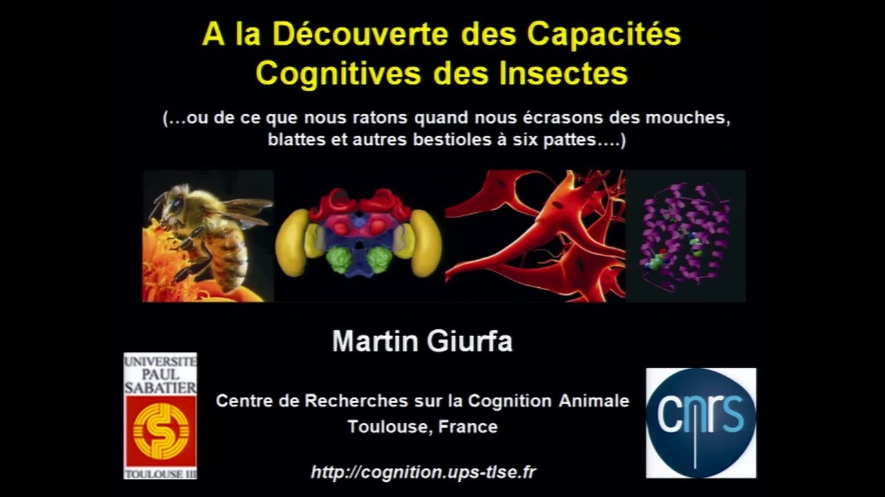 Des invertébrés pas si bêtes: le cas des abeilles