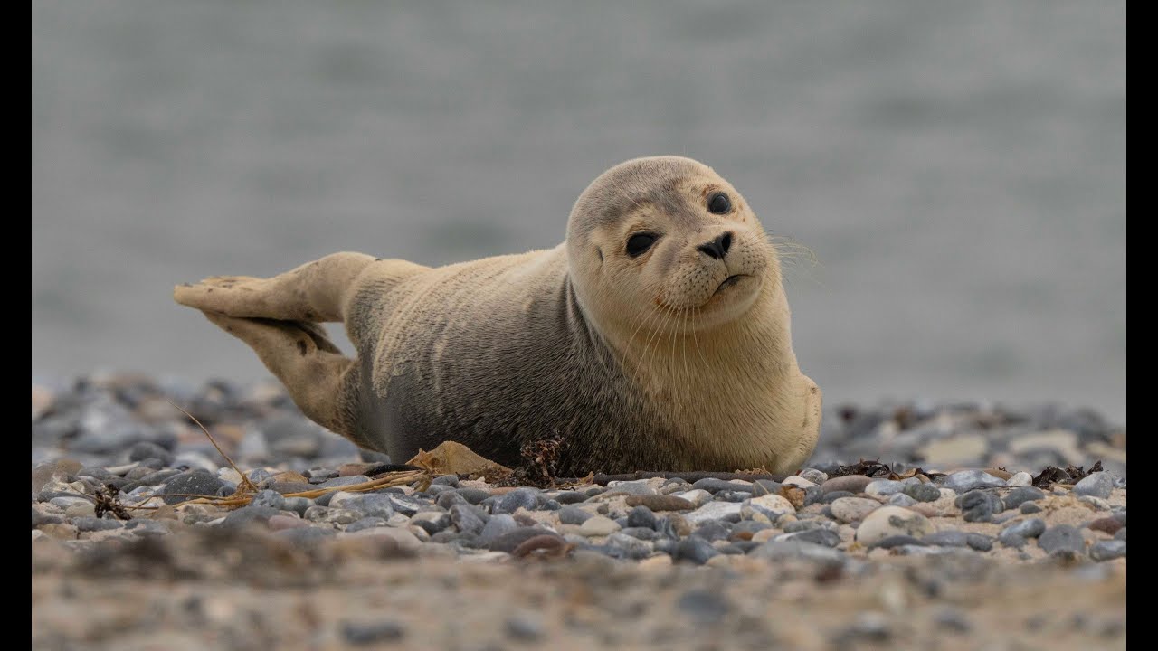 kegelrobben op Düne (Helgoland)