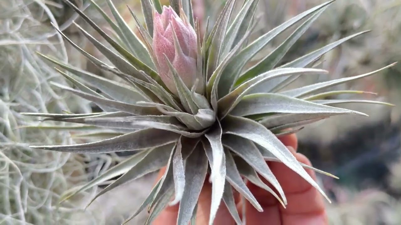 チランジア ロゼイフローラTillandsia roseiflora ＠フラワーショップ江口鹿児島県出水市＊エアプランツ専門店・ティランジア