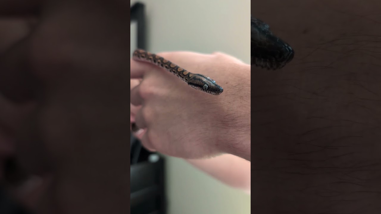 Bowie the juvenile Rainbow boa 😍
