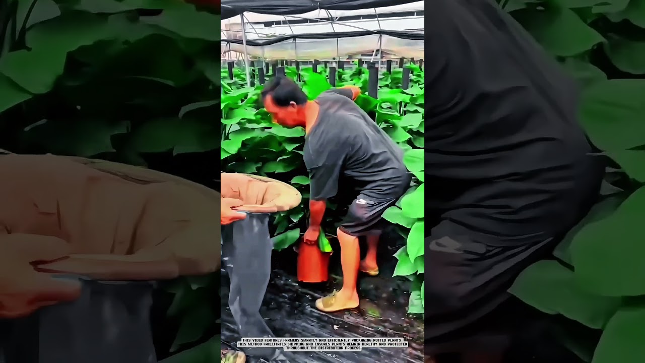 Plant Packing Technique 