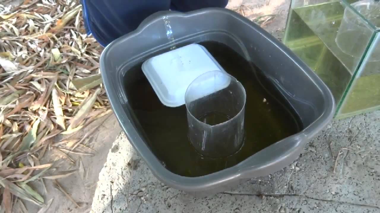 fazenda dos bettas 01