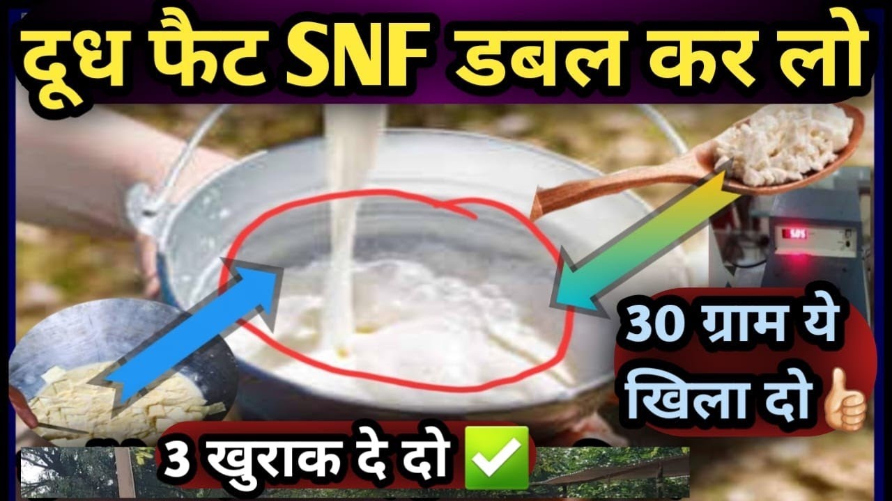 👍30 ग्राम ये खिला दो दूध फैट एसएनएफ डबल कर लो 👍3 खुराक में Milk Fat SNF Bada lo Cow Buffalo ki