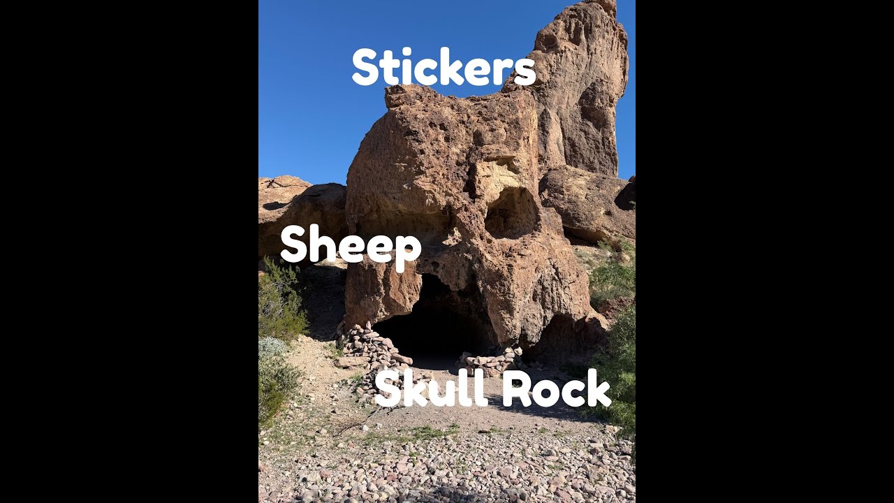 Sheep, Stickers and Skull Rock in Kofa Wildlife Refuge AZ 1 11 26