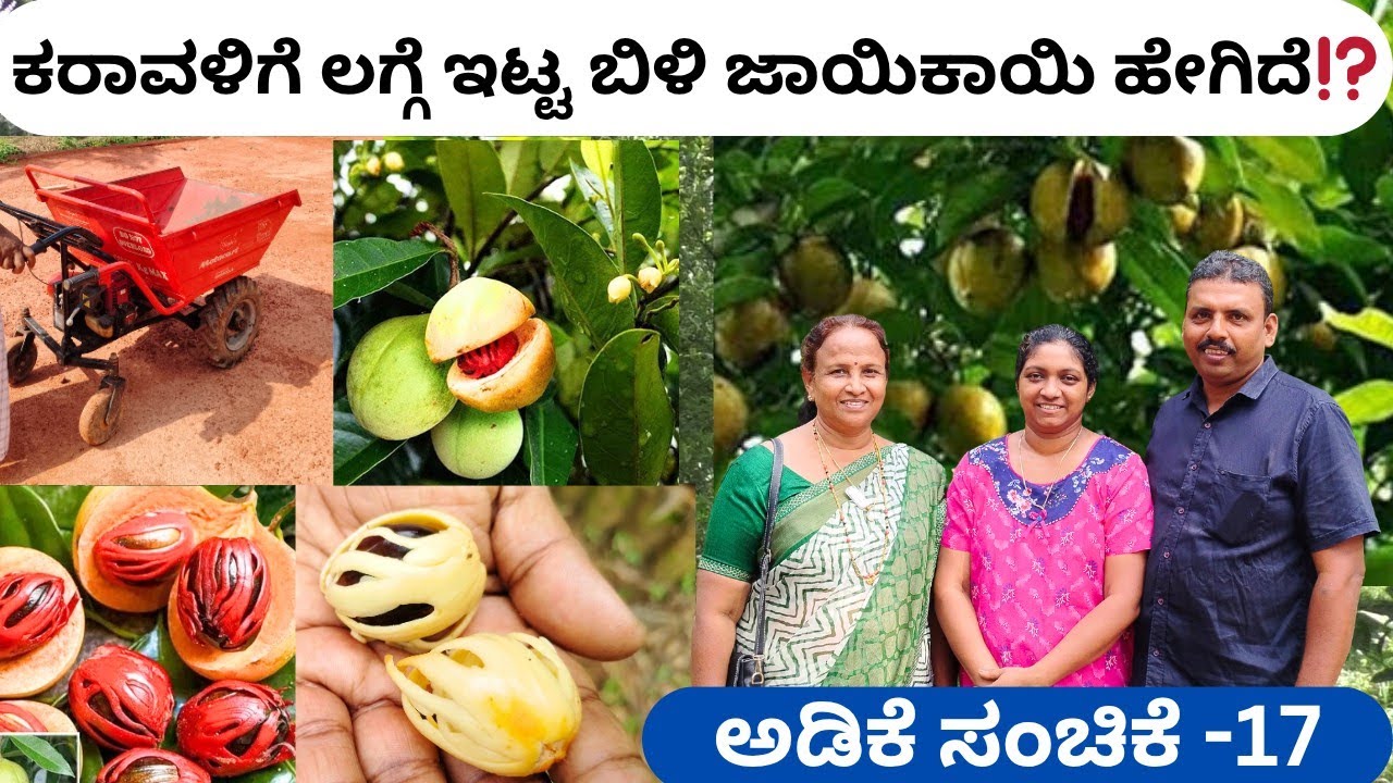 ಅಡಿಕೆಯ ಮಧ್ಯದಲ್ಲಿ 3 ತಳಿಯ ರಾಮಪತ್ರೆ/1 ಕೈಗಾಡಿಯಲ್ಲಿ ನಾಲಕ್ಕು ಜನರ ಕೆಲಸ ಮಾಡಿಸುತ್ತಾರೆ ಕನ್ನಡ+ಮಲಯಾಳಂ =ಸಂದರ್ಶನ‼️