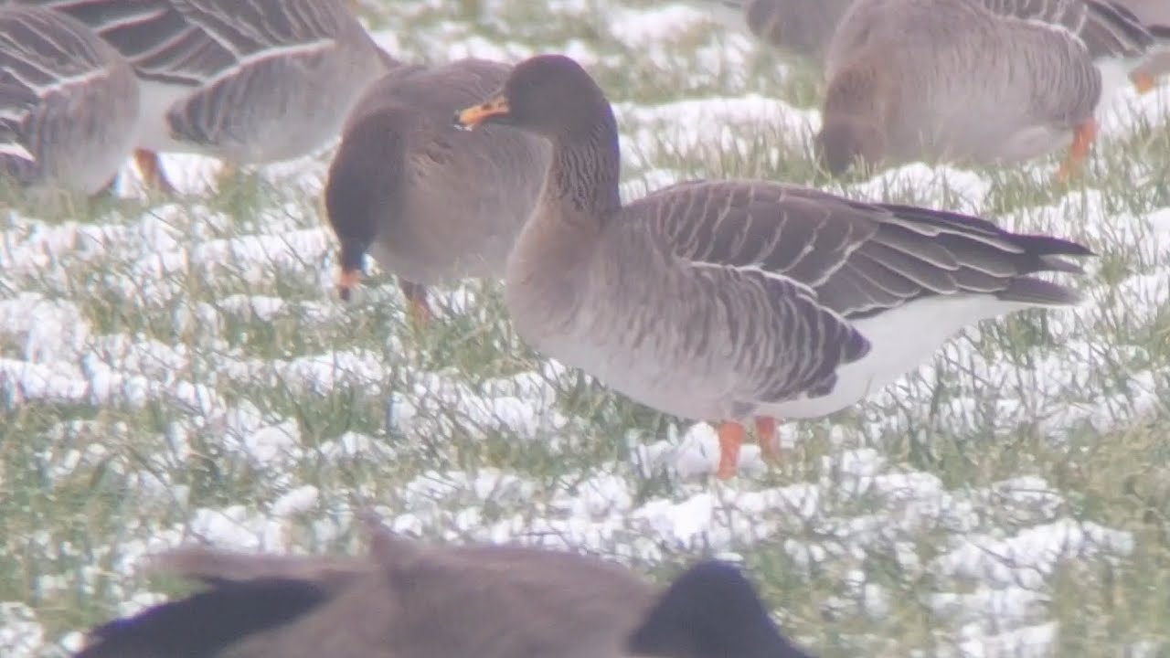 Taigarietgans (taiga bean goose) bij Hoornderveen 31-01-2026