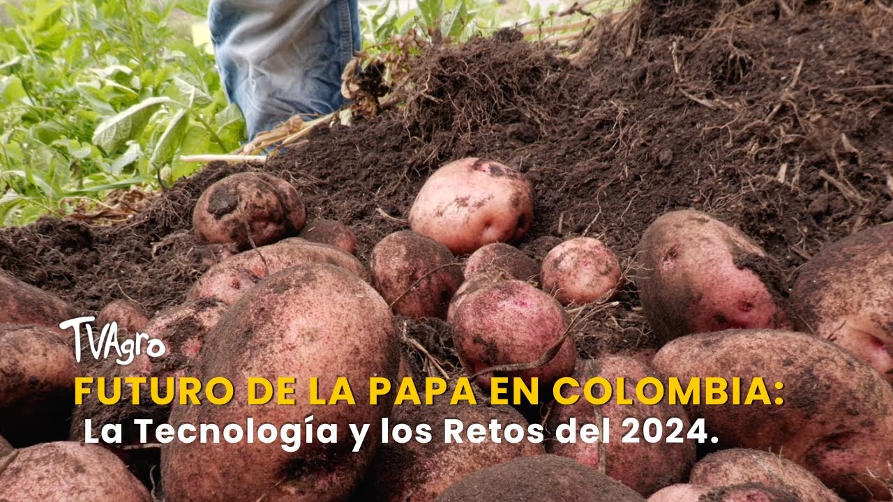 El Futuro de la Papa en Colombia: La Tecnología y los Retos del 2024 - TvAgro por Juan Gonzalo Angel