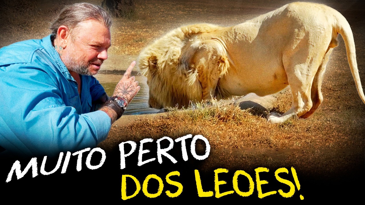 ENCONTRO COM LEÕES, HIENAS, GIRAFAS EM UM ÚNICO PASSEIO NA ÁFRICA!