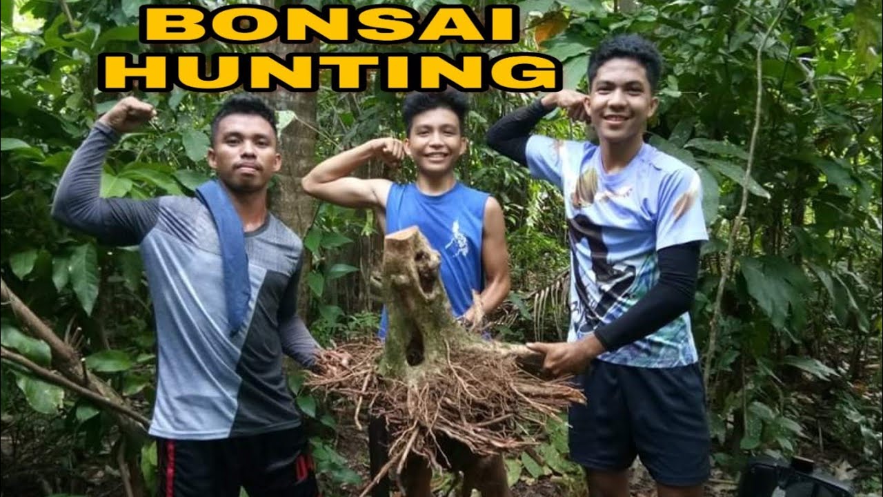 BONSAI HUNT 2020 | STAR APPLE | CAIMITO