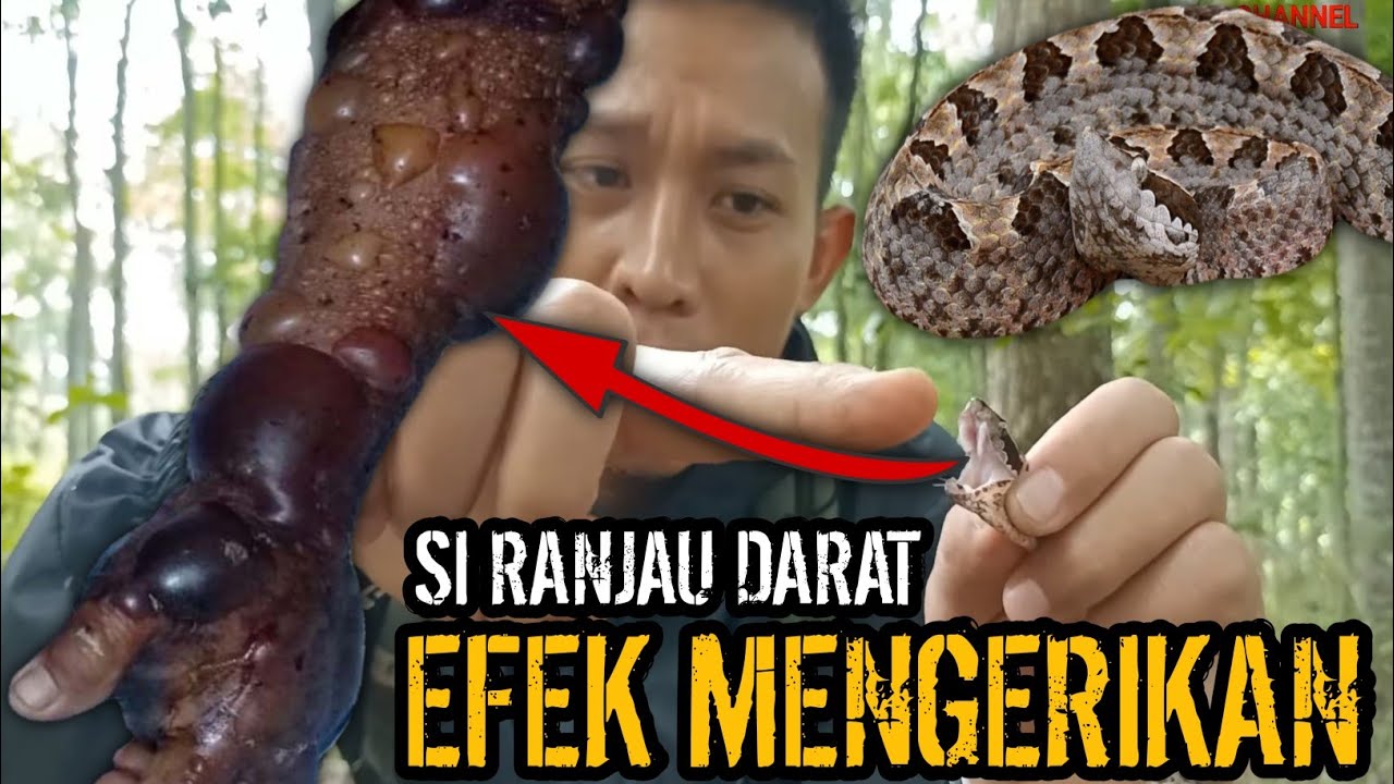 EFEK MENAKUTKAN ULAR VIPER GILA SATU INI! SI RANJAU TANAH! ULAR TANAH! ULAR GIBUK!
