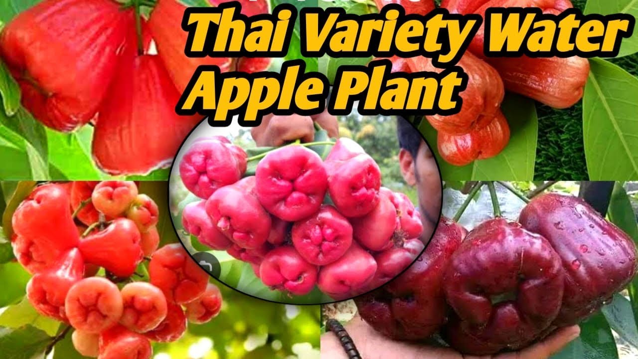 Thai Variety Water Apple Plant|| थाई किस्म का जलीय सेब का पौधा||Water Apple Farming.