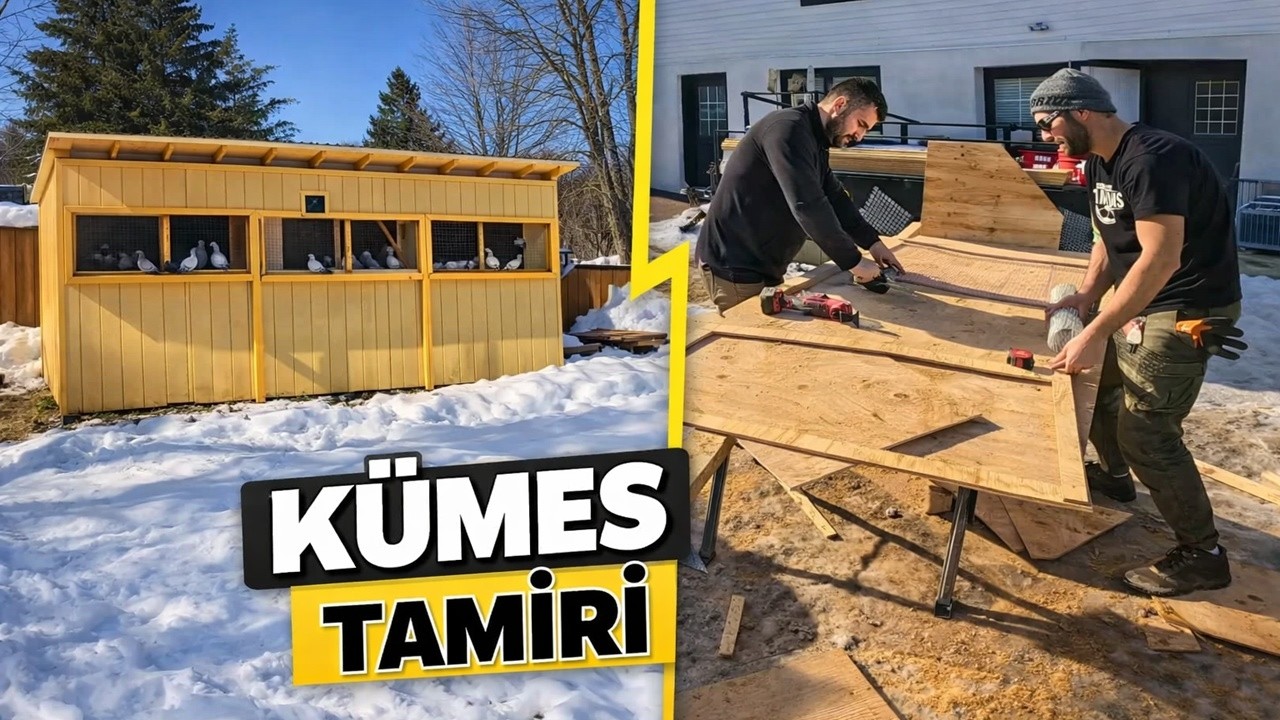 Giriş Kapısı Sistemi ve Kutu Tünek Yapımı | Yarış Loftu Hazırlığı