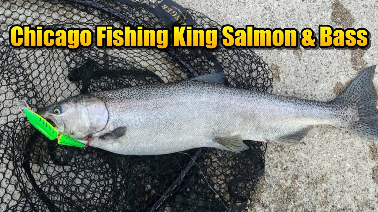 Chicago King Salmon and Smallmouth Bass Fall 2025