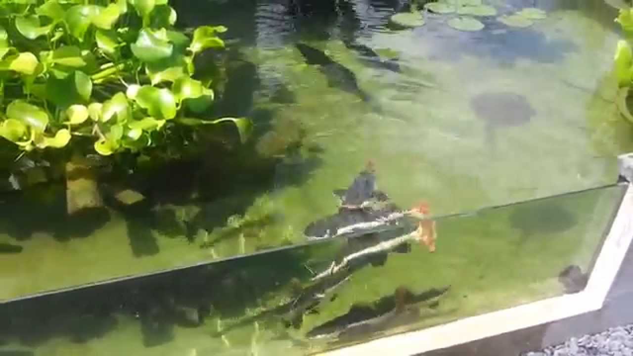 Arapaima, redtail catfish, peacock bass, stingray pond feeding