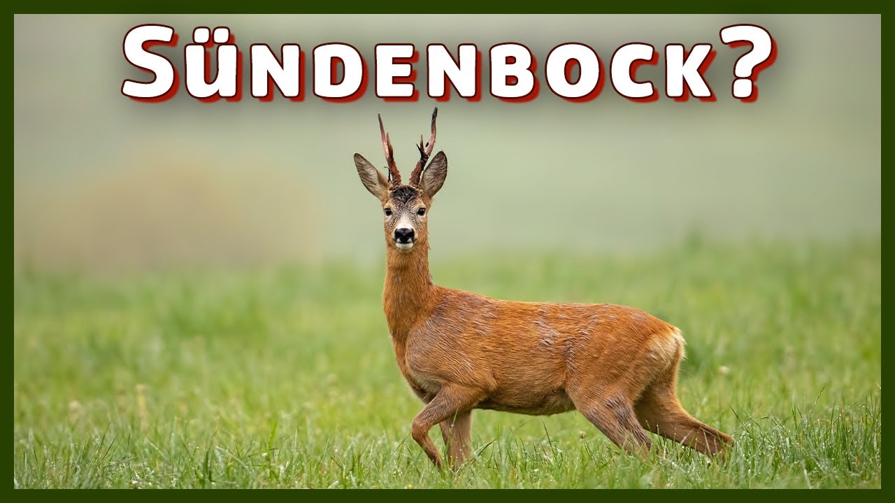 Rehe schie&szlig;en f&uuml;r den Wald! - Problemfall Wildverbiss