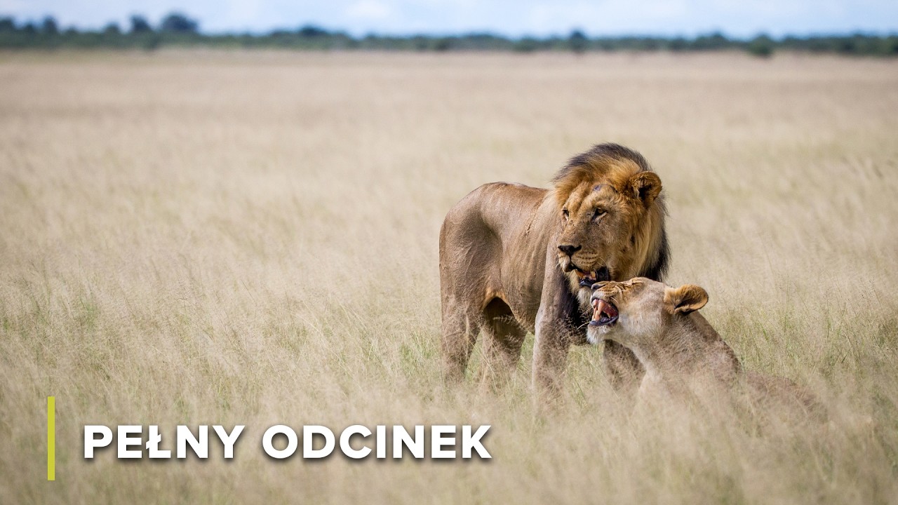Lwy, hieny i walka o ocalenie Luangwy | Strażnicy Dzikiej Przyrody 103+104