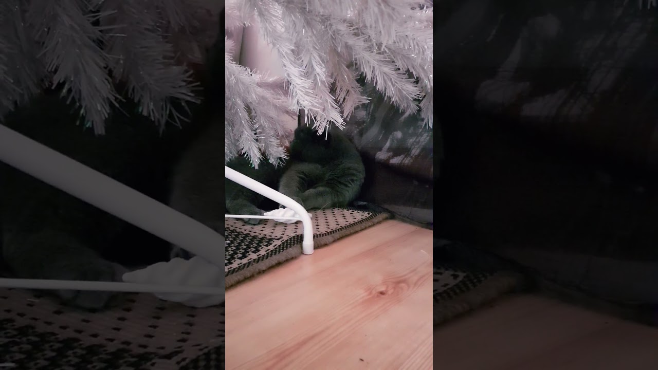 Christmas cat #christmas #xmas #santa #funny #best#love#cute