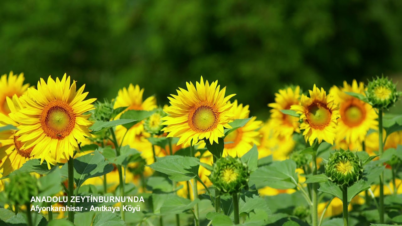 Afyonkarahisar Anıtkaya Köyü Belgeseli (