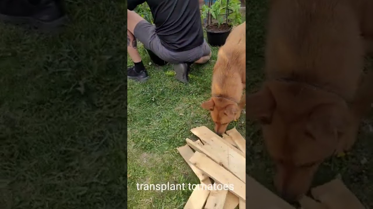 Formosa mountain dog help transplant tomatoes 🍅