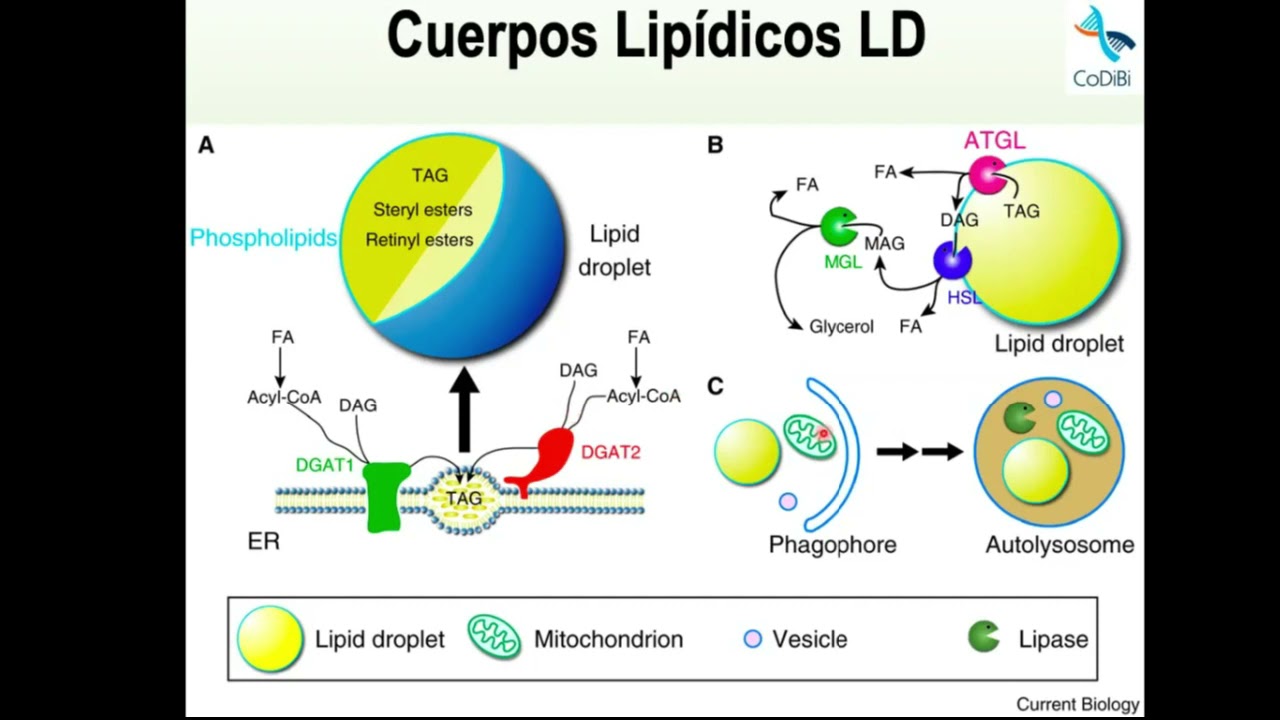 Sesión 58. Lipoproteínas: QM y VLDL (2a. Parte)