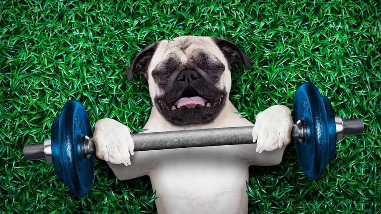 10 ACCESORIOS PARA PERRO INCRE&Iacute;BLES QUE DEBES TENER! 🐶😲
