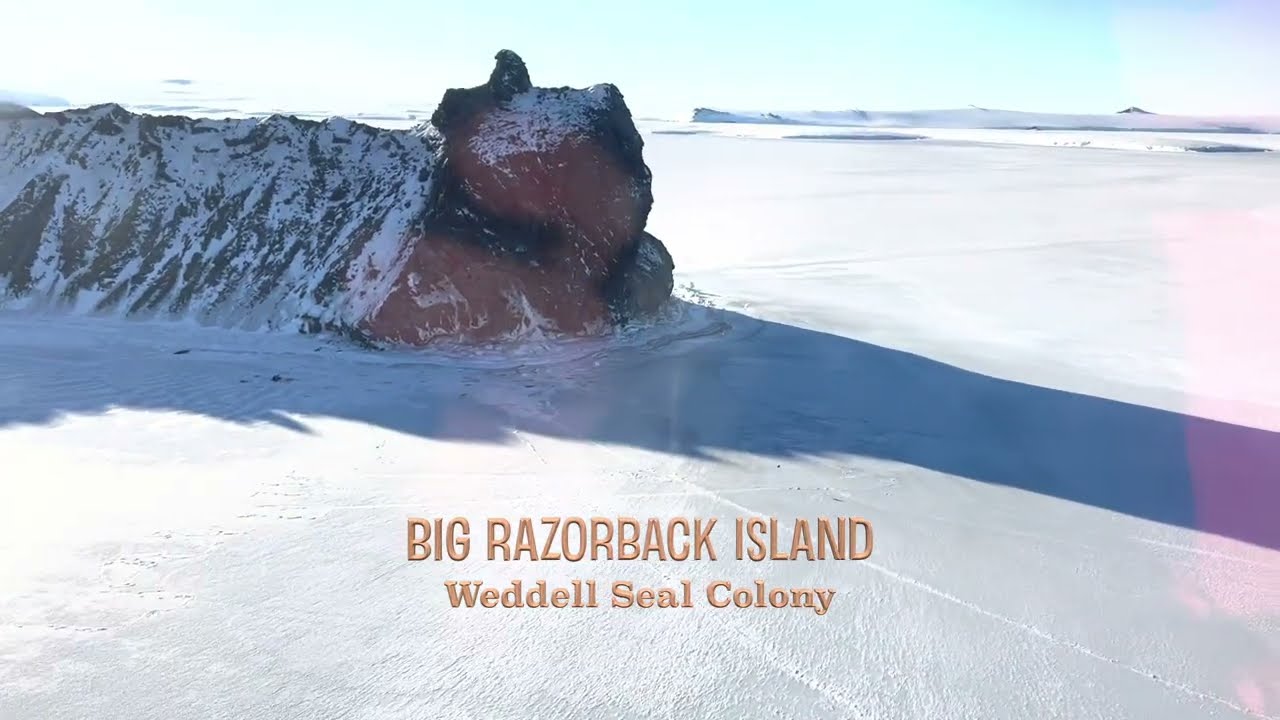 Big Razorback Island Weddell Seal Pupping Colony