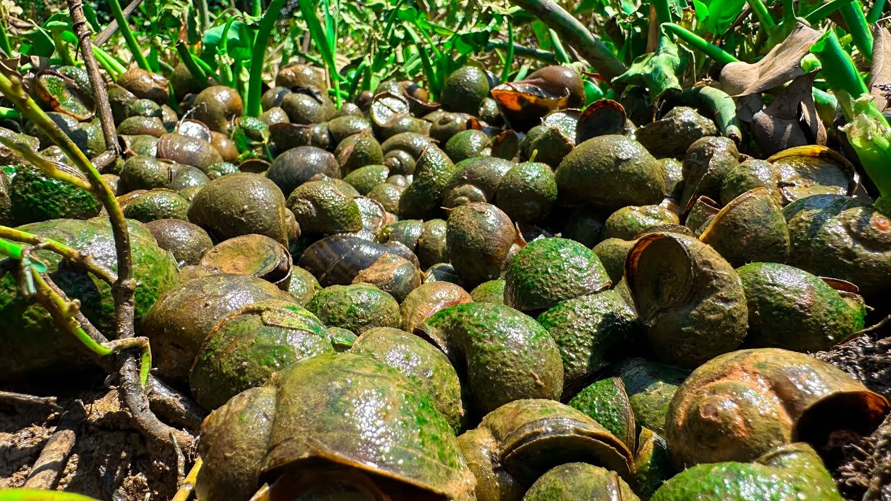 Great fishing ! Many snails are scurrying when pumping water from the canal​ | amazing fishing