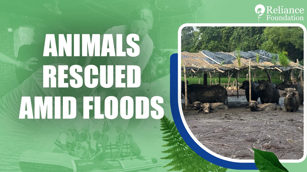 Reliance Stands With Punjab | Relief Efforts for Communities & Livestock #punjabfloodrelief