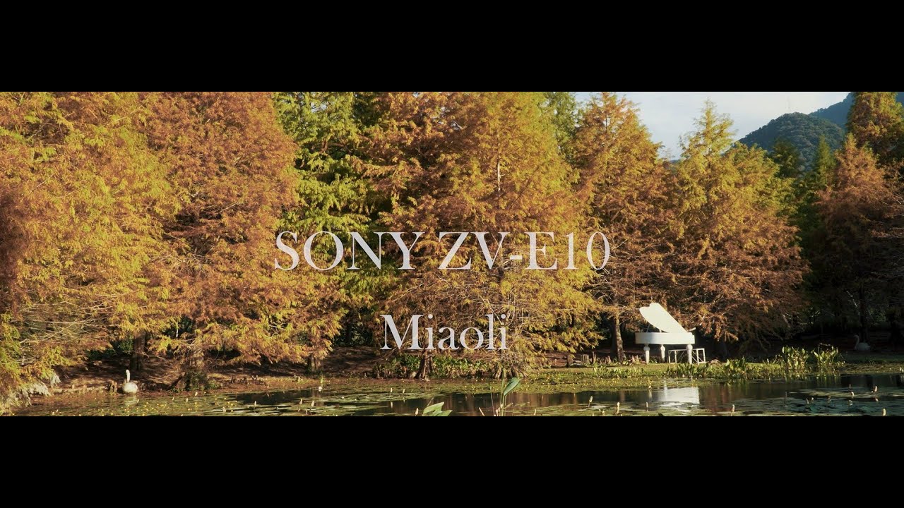 Sony ZV-E10 4K Cine4 Forest Photography: Pine Trees