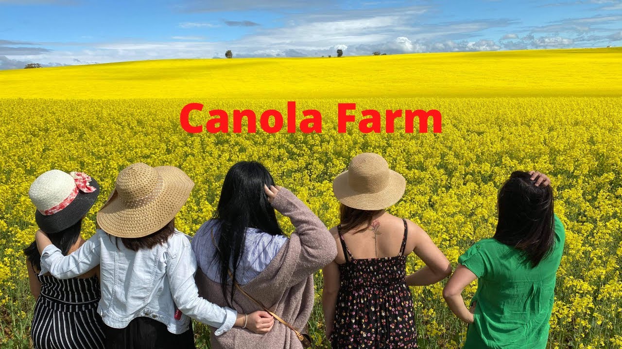 THE AMAZING CANOLA FARM IN HARDEN NEW SOUTH WALES, AUSTRALIA