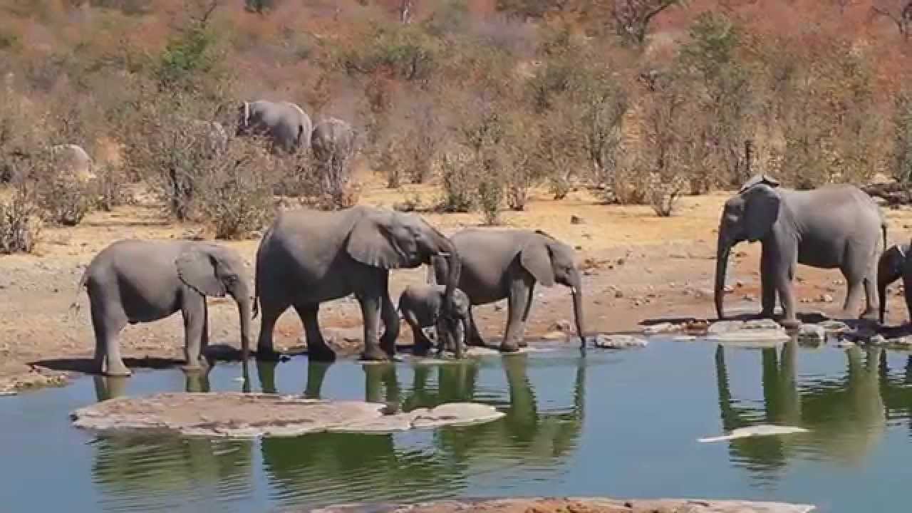 Les éléphants s'abreuvent