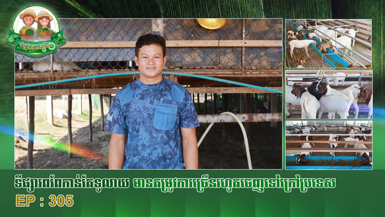 វឌ្ឍនភាពកសិករ​ ៖​​​​​​​​ ទីផ្សារពពែកំពុងទទួលពេញនិយម​ និងចេញទៅក្រៅប្រទេស