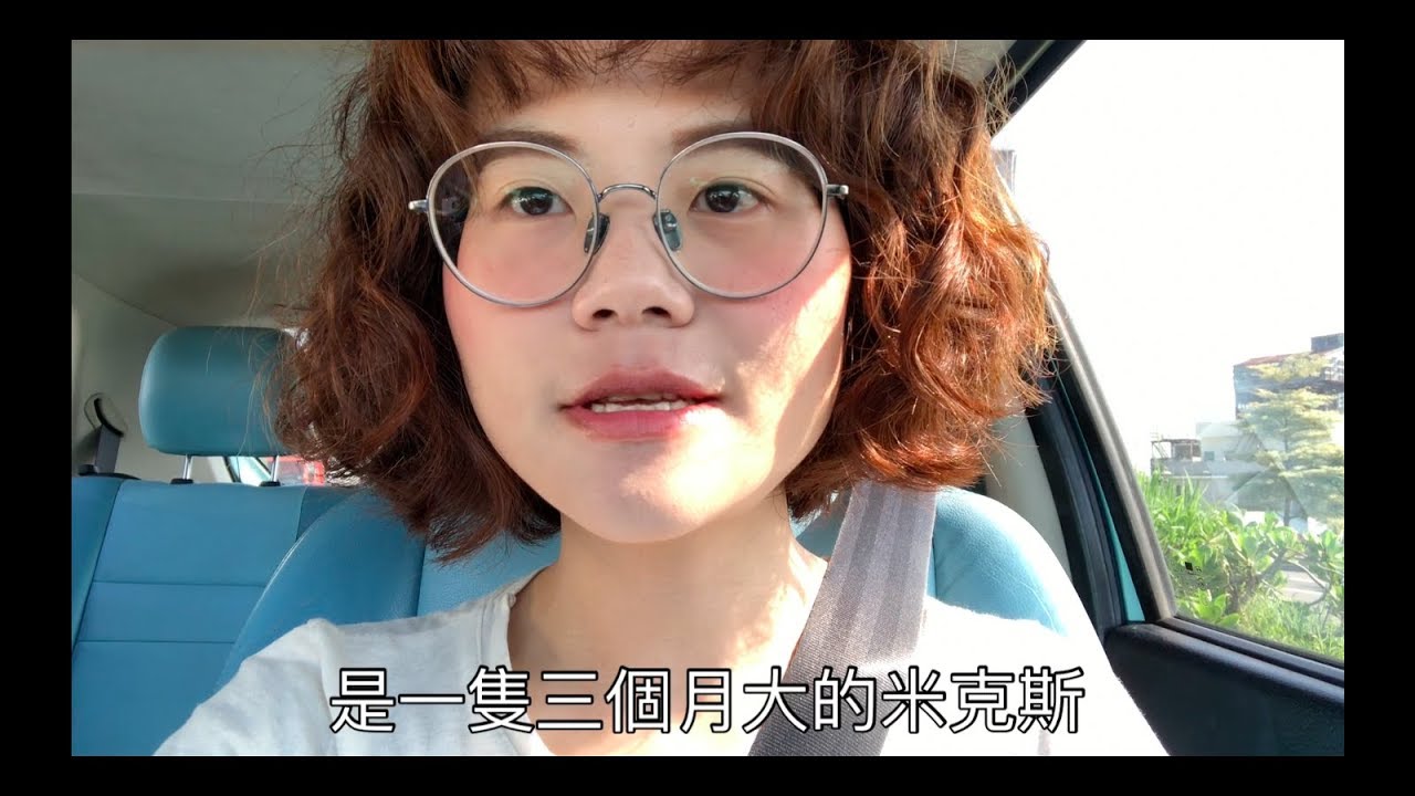 到府家教3月齡米克斯幼犬，不打不罵才能養成好狗狗。（感謝各大媒體轉發）【狗狗課程記錄🐶】