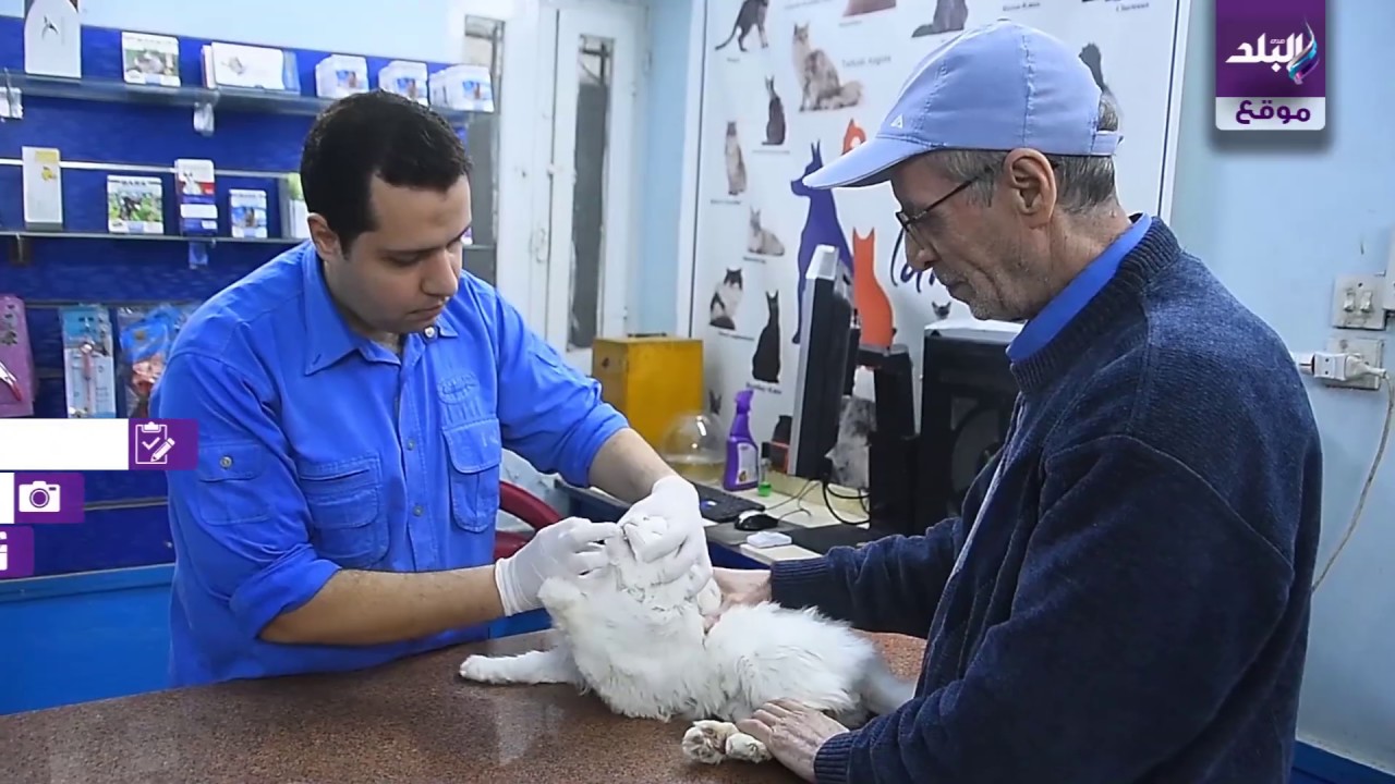 دكتور بيطري يطلق مبادرة لعلاج الحيوانات المشردة مجانا