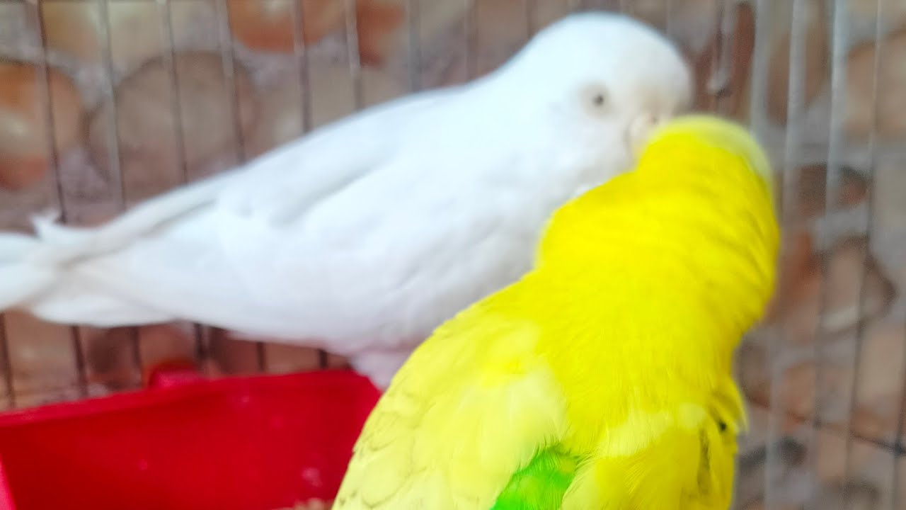 News Finders is live! Budgies Life