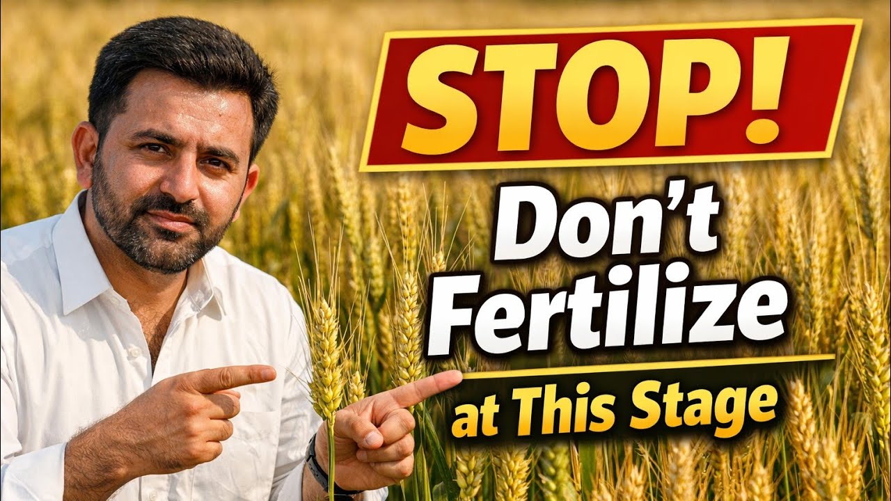 Wheat Flowering Stage Mistake | Don’t Apply Fertilizer at This Time 🌾