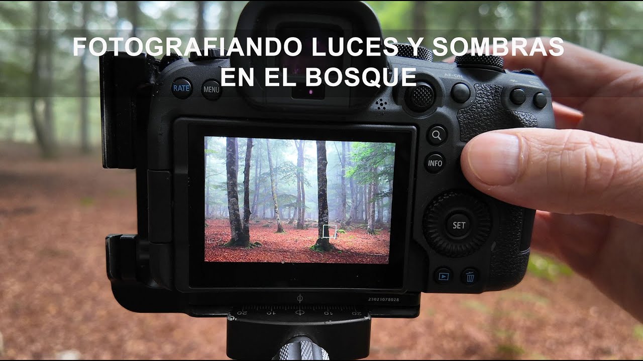 Fotografiando luces y sombras en el bosque