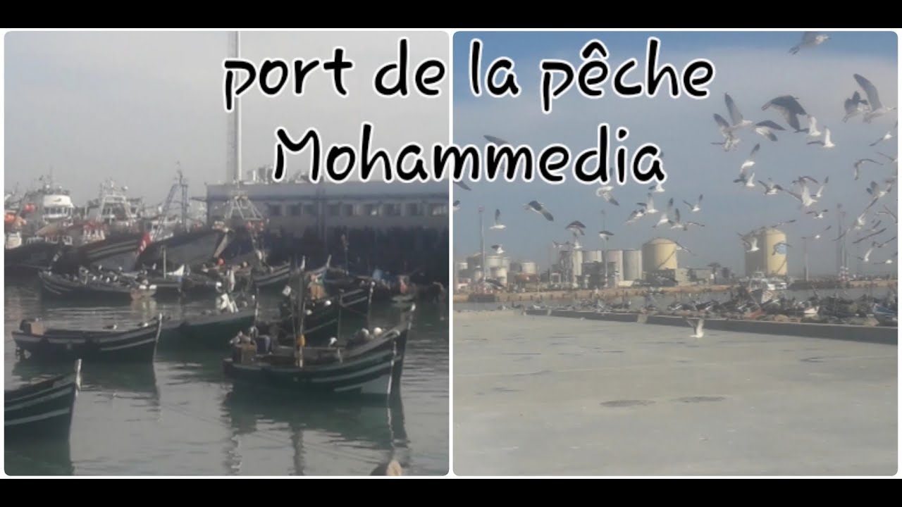 جولة صباحية في port de la pêche Mohammedia
