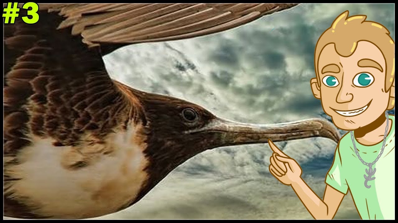 L'OISEAU LE PLUS RAPIDE AU MONDE - ANIMALIA #3