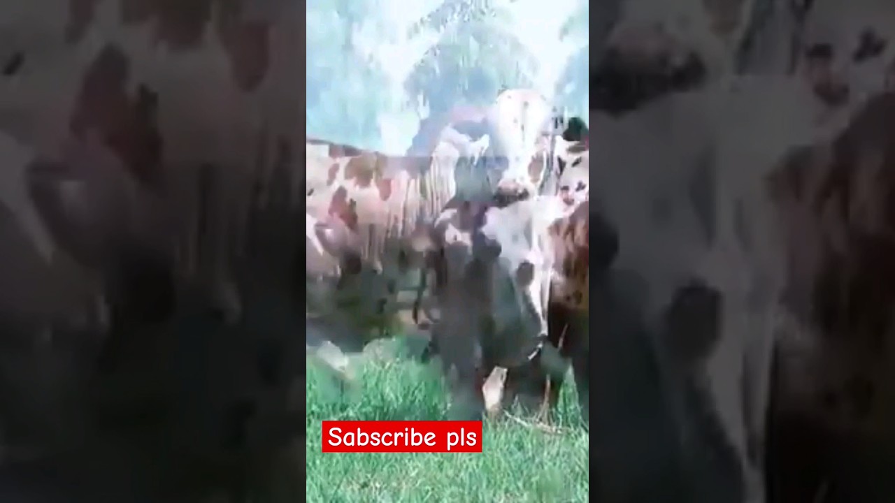 nelor cow #cow #bigcow #bull #animals #shortvideo #shortsfeed #short #shortsviral